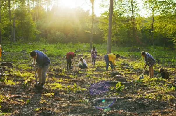 Is there a more credible alternative to carbon offsetting?. A group planting saplings in a sunlit woodland clearing