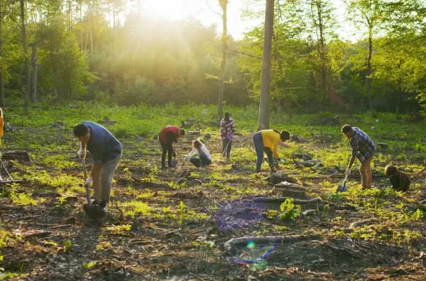 Planting Trees